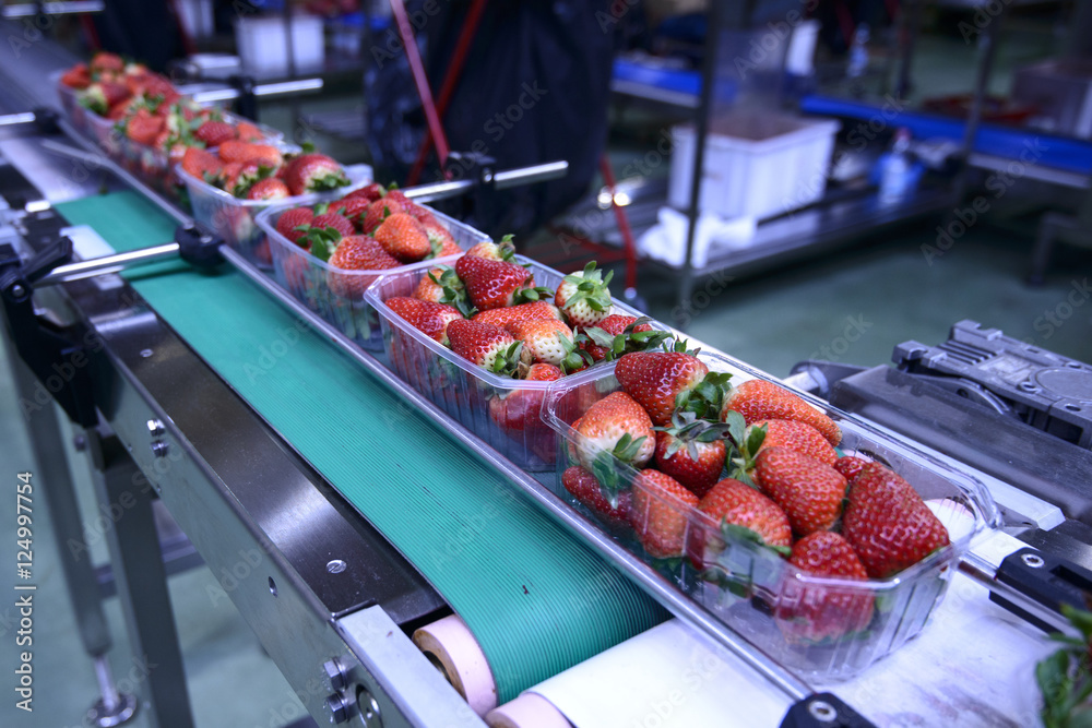 Strawberries  on conveyor belt on packing line